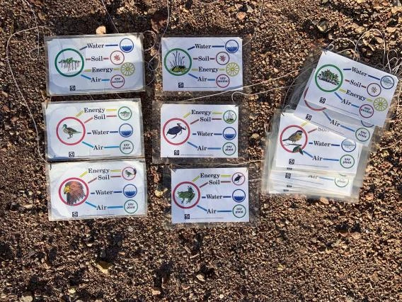 Plant and animal role cards